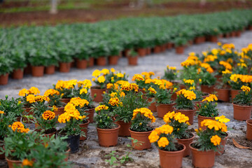 Fototapeta na wymiar Many flower pots with blooming small-flowered marigolds stand in greenhouse