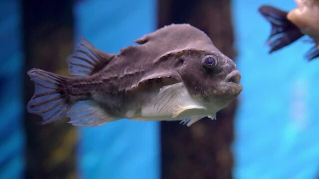 Pinagore fish swimming in the depths of the aquari