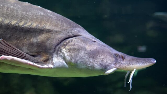Beluga fish swimming in the aquarium - close-up sh