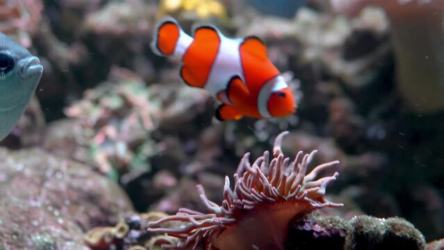 The clownfish swims around coral reefs, showing of