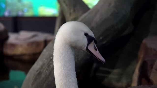 A close-up shot of a swans head, showcasing its e