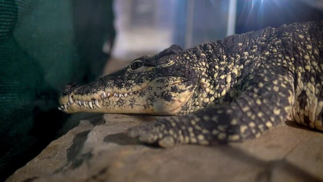 This video features a close-up shot of a crocodile
