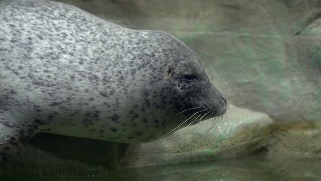 A cute seal is lying in a pen. It blinks its eyes 