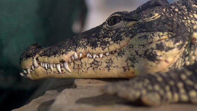 This video features a close-up shot of a crocodile