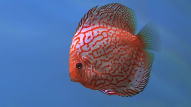 A beautiful Discus fish swims gracefully against a