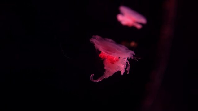 A video captures two red jellyfish moving slowly i
