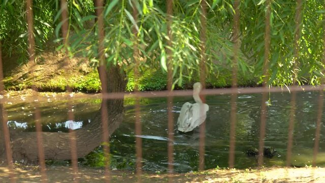 In the aviary pond, a pelican swims gracefully, di