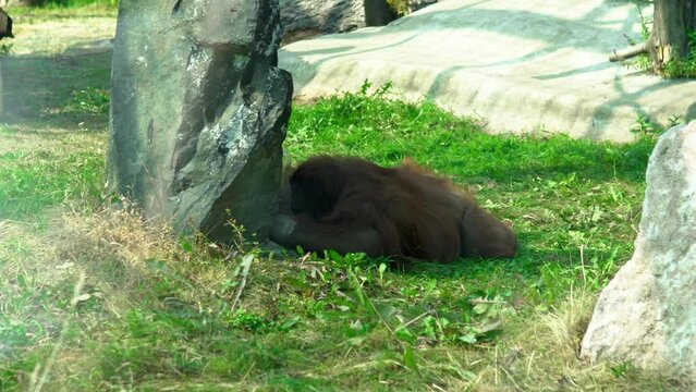 In the shade of the enclosure, an orangutan is lyi