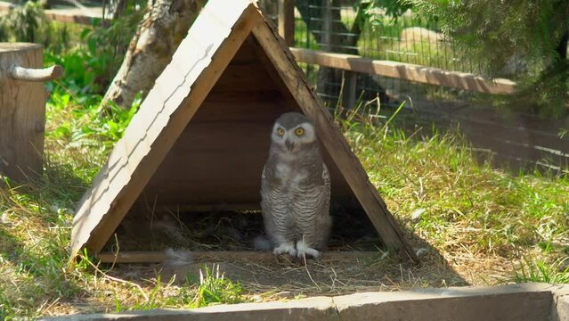 The owl is in a zoo enclosure, standing inside her
