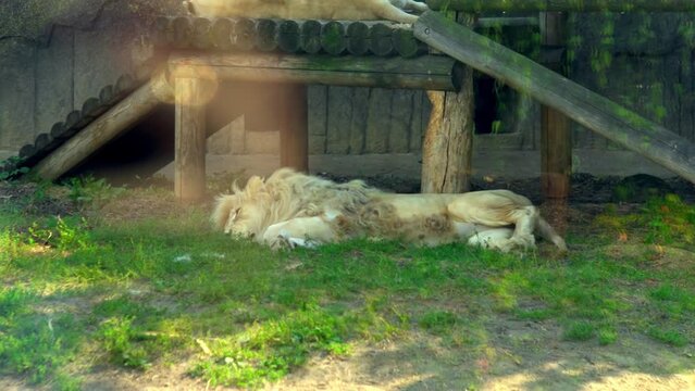a white lion is seen sleeping on the green grass i