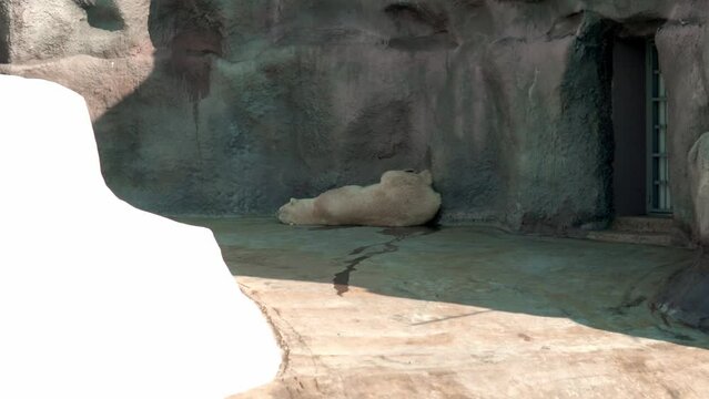 a white polar bear is seen lying on its back in th