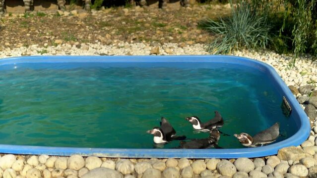 a group of penguins swimming and playing in a smal
