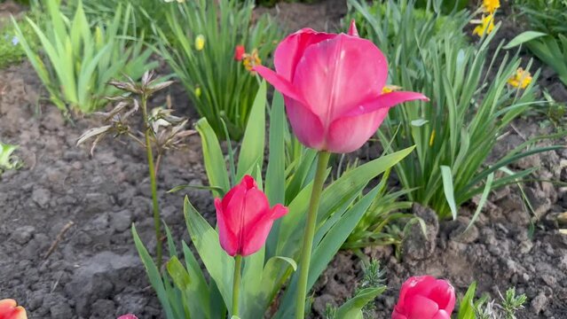  Pink tulips in spring