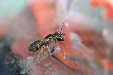 Wasp on a red crystal