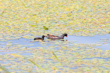 Gallinula chloropus/The black water chicken foraging in Songya Lake, with a simple and cute body, beautiful environment, and a peaceful and peaceful atmosphere, was photographed at Songya Lake Wetland