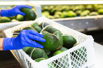 Sorting line worker at agricultural processing factory packing ripe Hass avocados in plastic boxes,...
