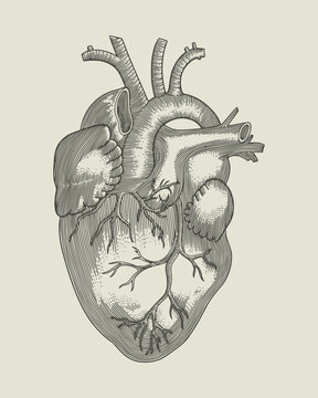 human heart anatomy. vintage engraving vector illustration