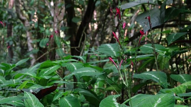 flores en la selva peruana