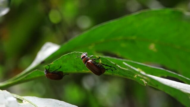 insecto en una hoja de arbol