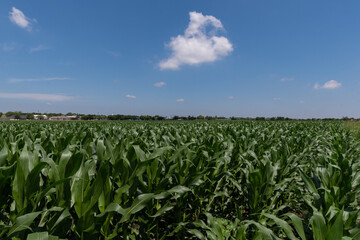 Green stalks of corn covered in large, waxy leaves growing in a rural farm field on a sunny spring day in Texas.