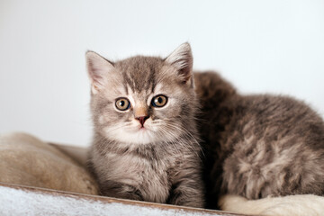 Fototapeta na wymiar A small gray striped kitten lies snugly. Selective sharpness. Focus on the eyes