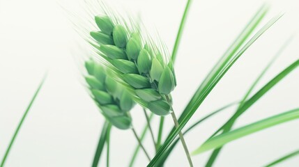 Close up green wheat on white background. Generative AI.
