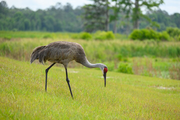 Sandhill crane walking on grass