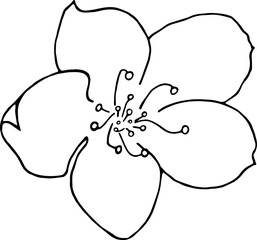 Cherry flower hand drawn. Line art. Vector 