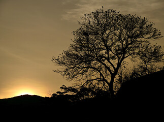 Silhouette of a large tree backlit In the evening the golden sky in the midst of mountain nature