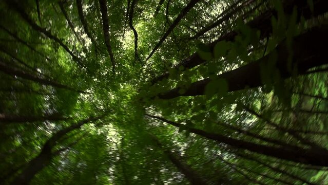 Ridiculous spinning and dizzy woodland forest scene 