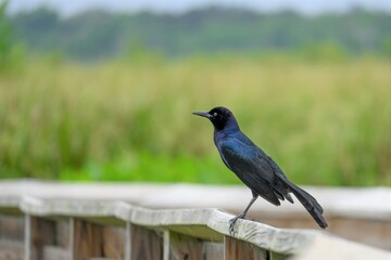 Grackle standing on the wood rail