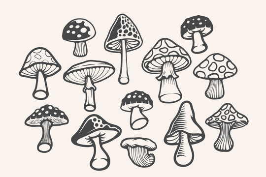 Hand drawn natural mushroom illustration design