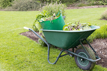A wheelbarrow filled with garden waste after a clean up. - obrazy, fototapety, plakaty
