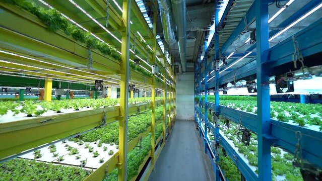Vegetables are grown in water. vertical farm 4k