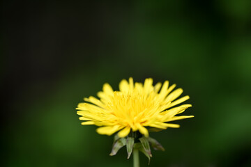yellow dandelion