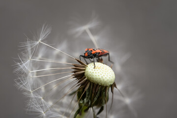 insect on dandelion head