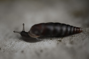 close up of a snail