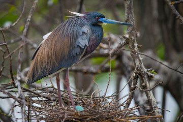 Tricolor Heron with her egg in her nest