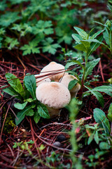 mushroom puffball lycoperdon perlatum, white mushroo in forest of mexiquillo durango 