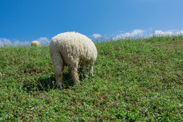Sheep grazing in mountain meadow field with blue sky. Countryside landscape view background.