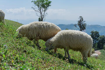 Sheep grazing in mountain meadow field with blue sky. Countryside landscape view background.
