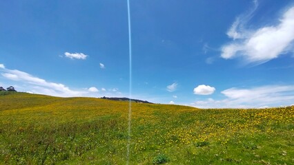 grass and blue sky