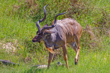 Kudu in Kruger Park, South Africa