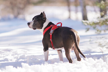 Cute brown and white American Staffordshire Terrier dog with cropped ears wearing a red harness posing outdoors standing on a snow in winter. Backside view