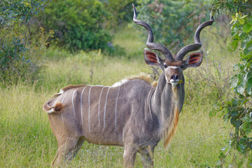 Kudu in Kruger Park, South Africa