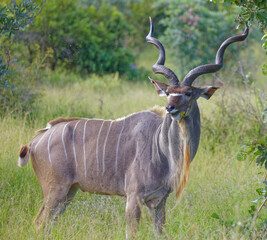 Kudu in Kruger Park, South Africa