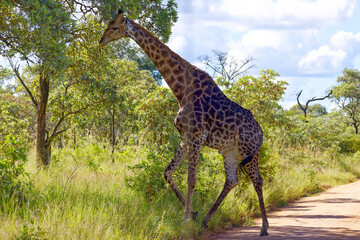 Giraffe in Kruger Park, South Africa
