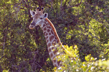 Giraffe in Kruger Park, South Africa