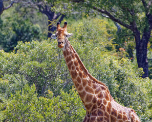 Giraffe in Kruger Park, South Africa