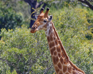 Giraffe in Kruger Park, South Africa